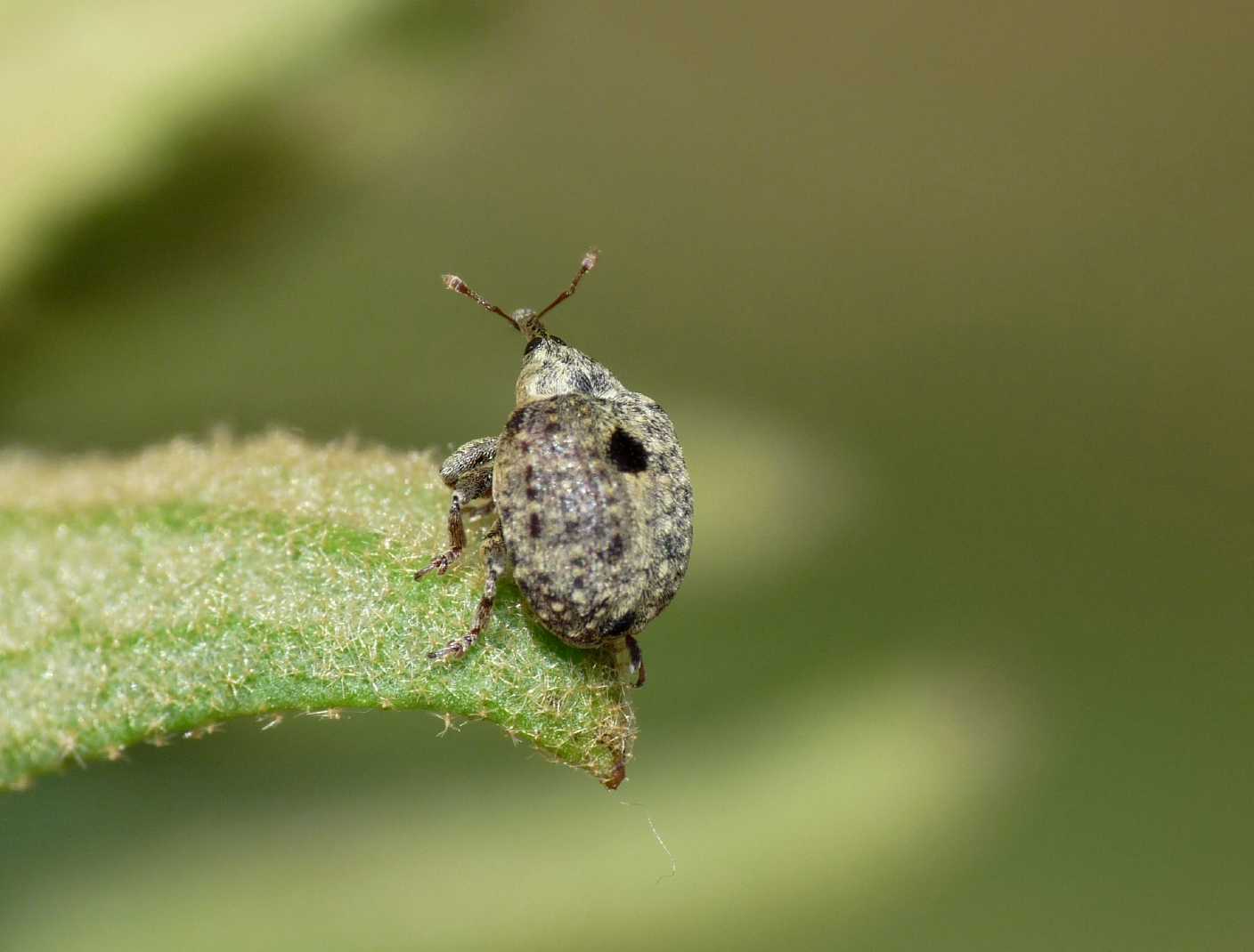 Cionus cfr longicollis
